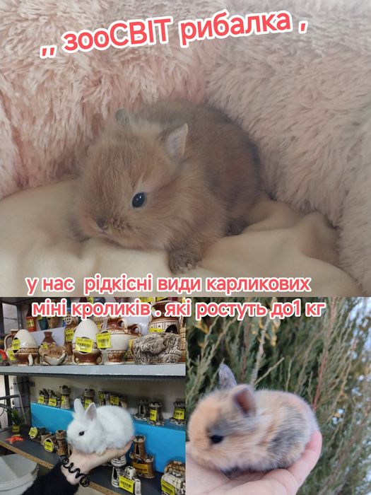 Кролик карликовий міні рижий з черними очіма