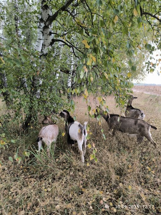 коза козел цап козочка альпійскі кози