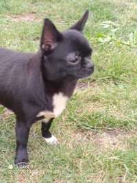 Chihuahua czarna