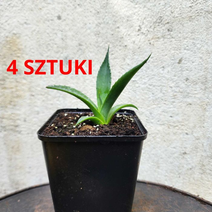 MROZOODPORNA AGAWA sadzonka Agave x gracilipes ozdobna 4 szt.