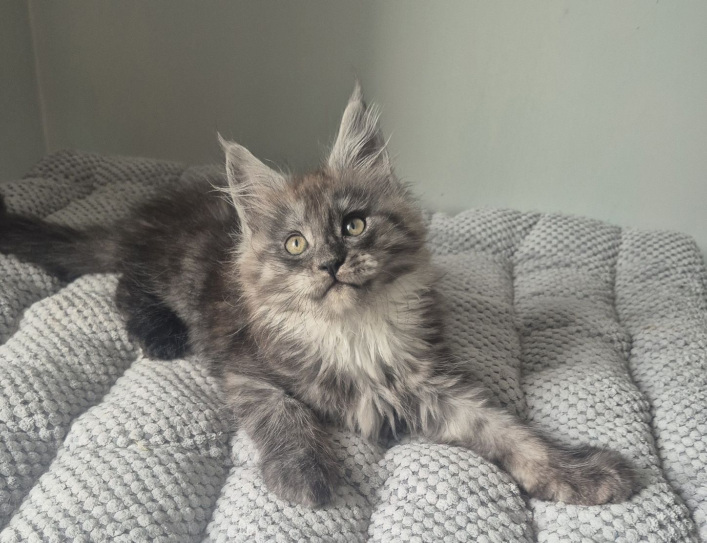 BONA srebrzysta kotka Maine coon!!!