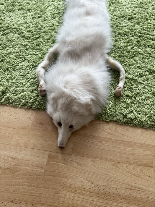 Sprzedam lisa naturalnego