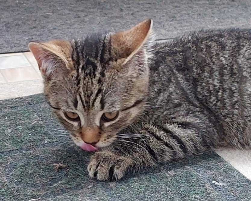 Кошенята в добрі руки