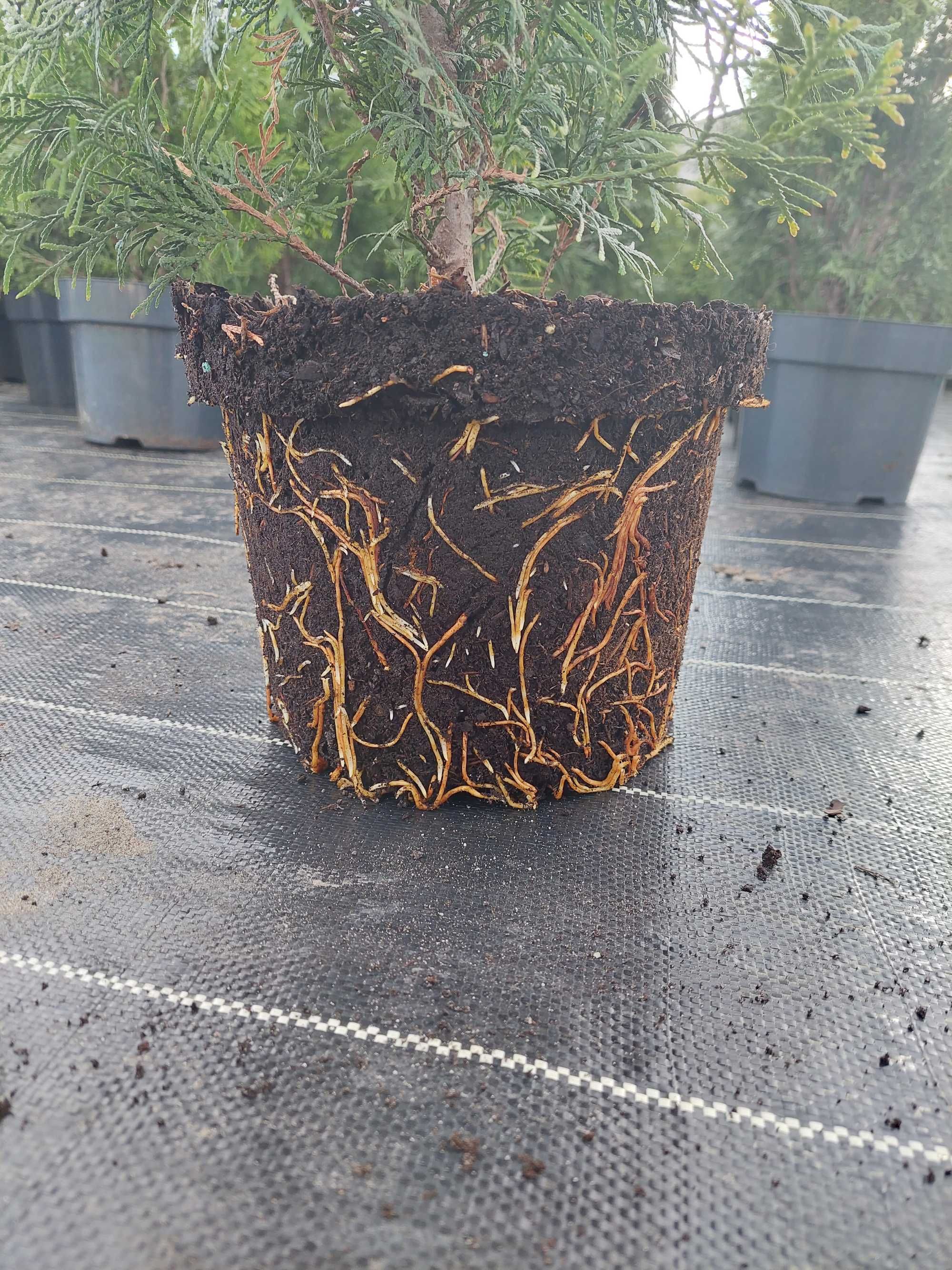 Tuja szmaragd 80-100 cm, doniczka 5L,różne wysokości 40-140cm Sadzenie