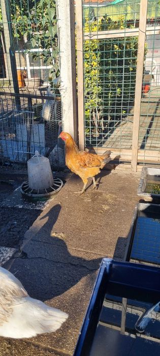 Galos garnizos pombas King