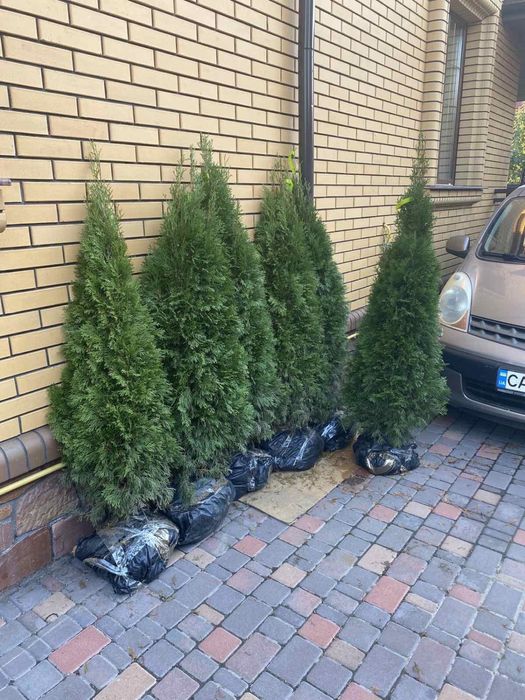 Туя смарагд +кашпо - є знижки