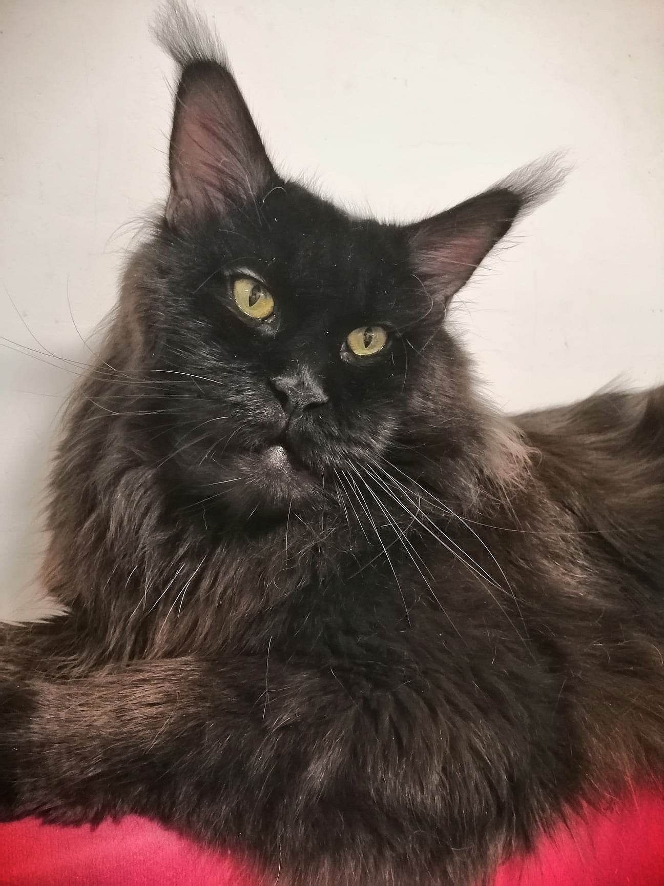 Котенок Мейн Кун, Black Maine Coon