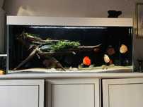 Akwarium full opti, 135x50x55
