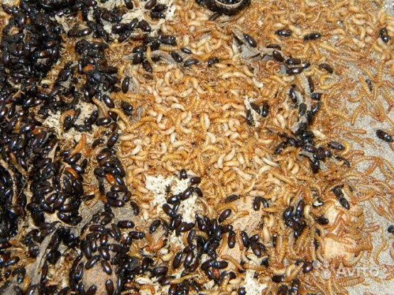 Белковый корм для муравьёв - Жук и личинка знахаря\ Чернотелка
