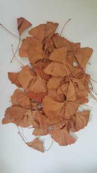сушене листя Гінкго білоба
