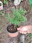 Vendo plantas de alecrim