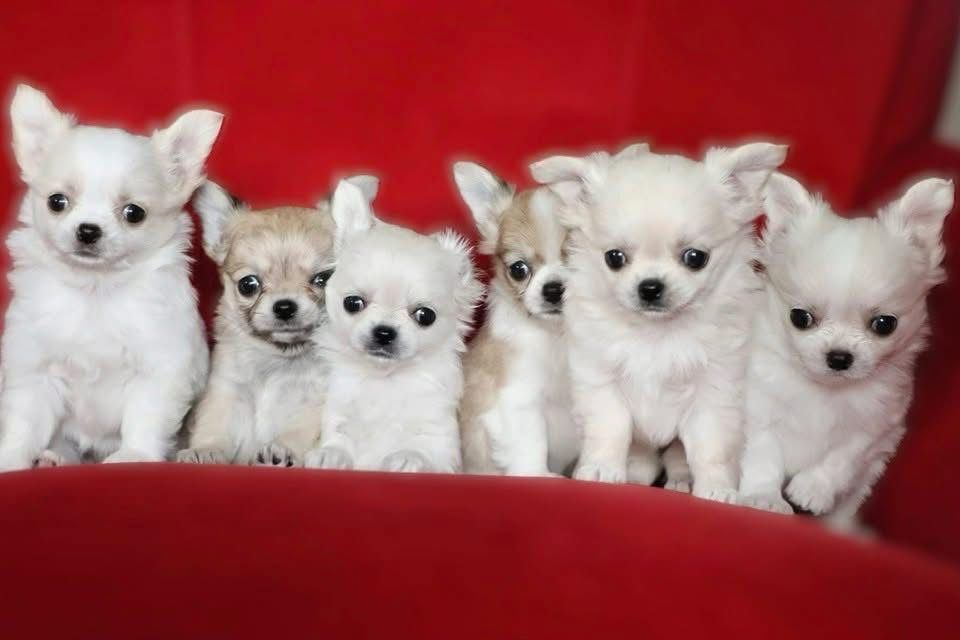 Prześliczna jasna sunia chihuahua długowłosa SARA FCI ZKwP