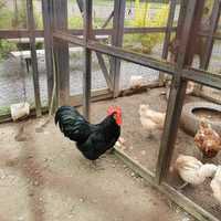 Kogut Australorp