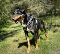 2 letni, w typue dobermana, Krasek do adopcji