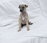 Chart angielski whippet suczka
