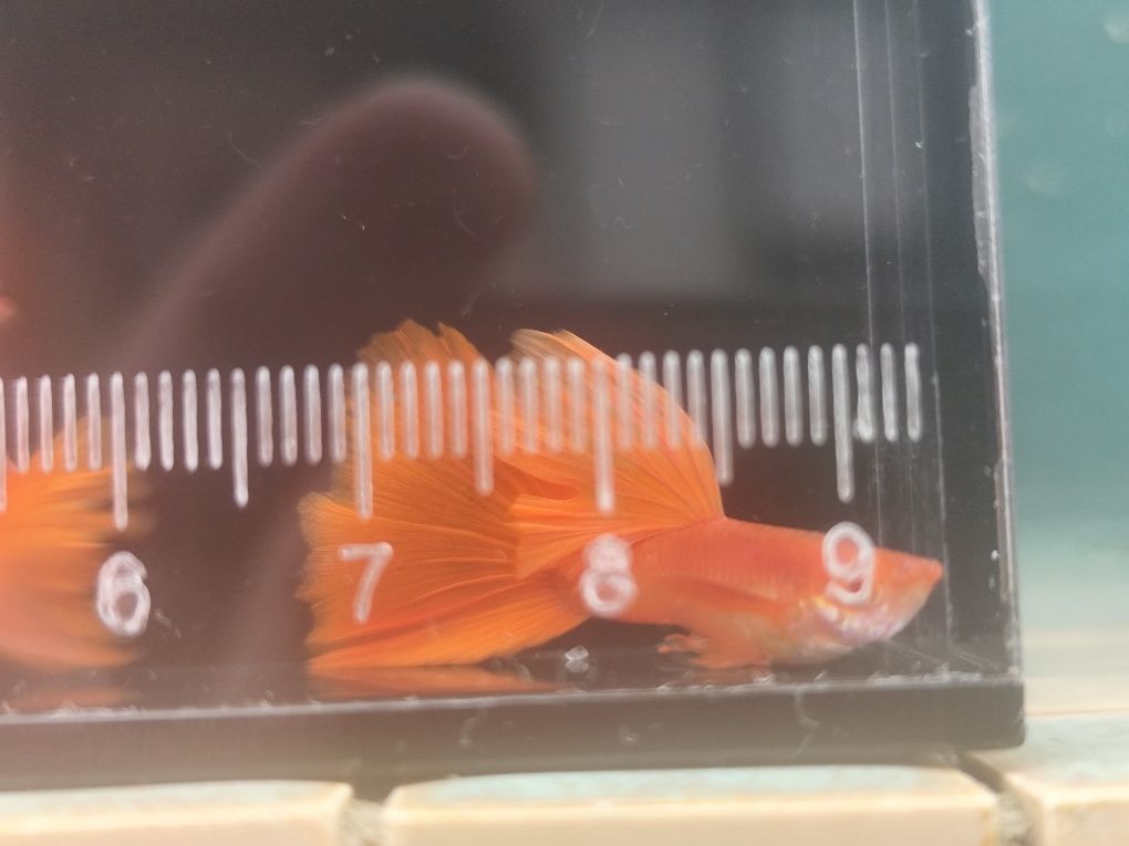 Guppys FullRed Albinos