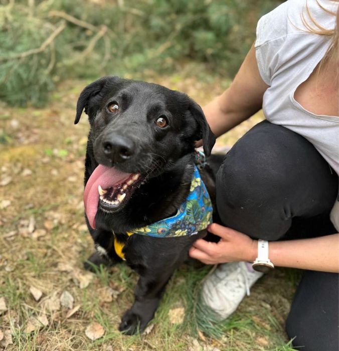 Pączuś szuka domu. Ni to jamnik ni labrador. Do adopcji