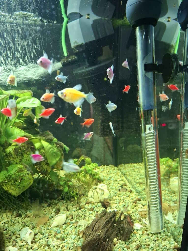 Tetra,danio i inne