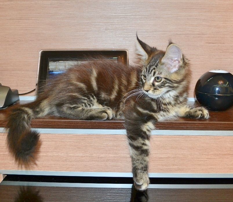 Котенок Мейн-кун элитных кровей,великолепные данные,мальчик и девочка!