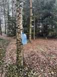 Osokoła. Woda, sok z brzozy. 3l. woda brzozowa. Mrożona