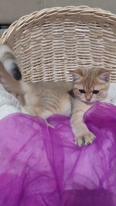 Британська золота шиншила шикарні прямовухі кошенята хлопчик дівчинка