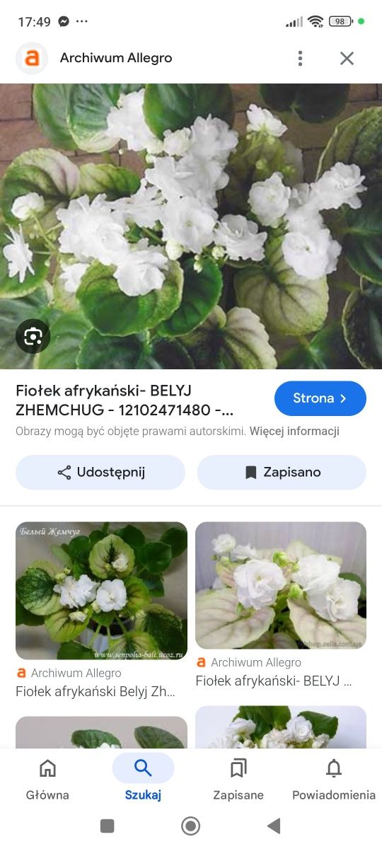 Zestaw trzech fiołków afrykańskich