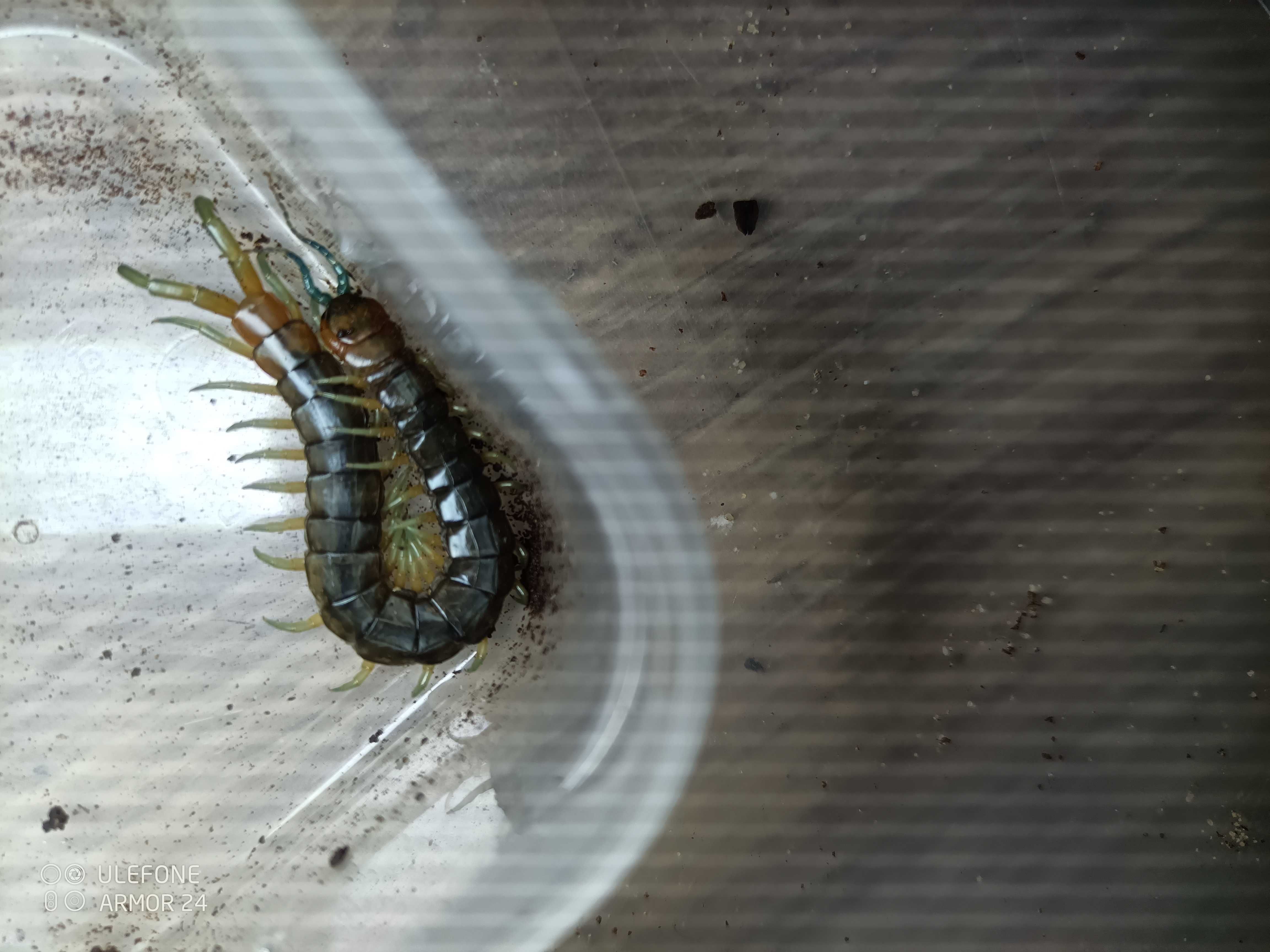 Skolopendra cingulata dla początkujących piękna, wysyłka GRATIS!