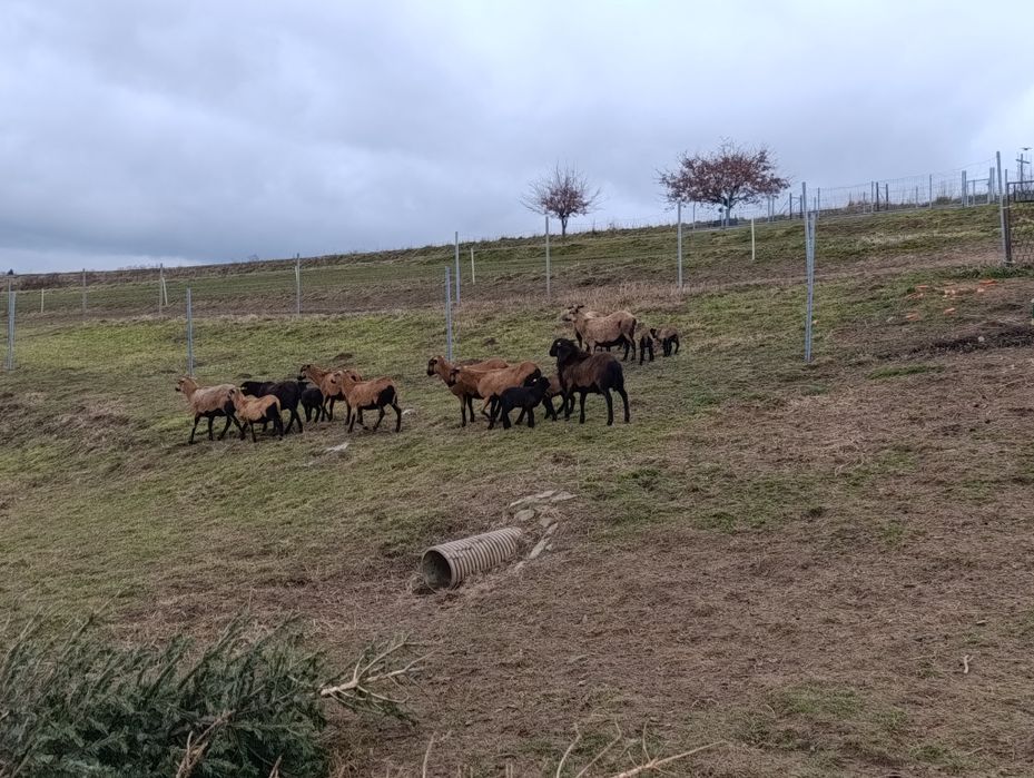 Sprzedam owce kameruńskie