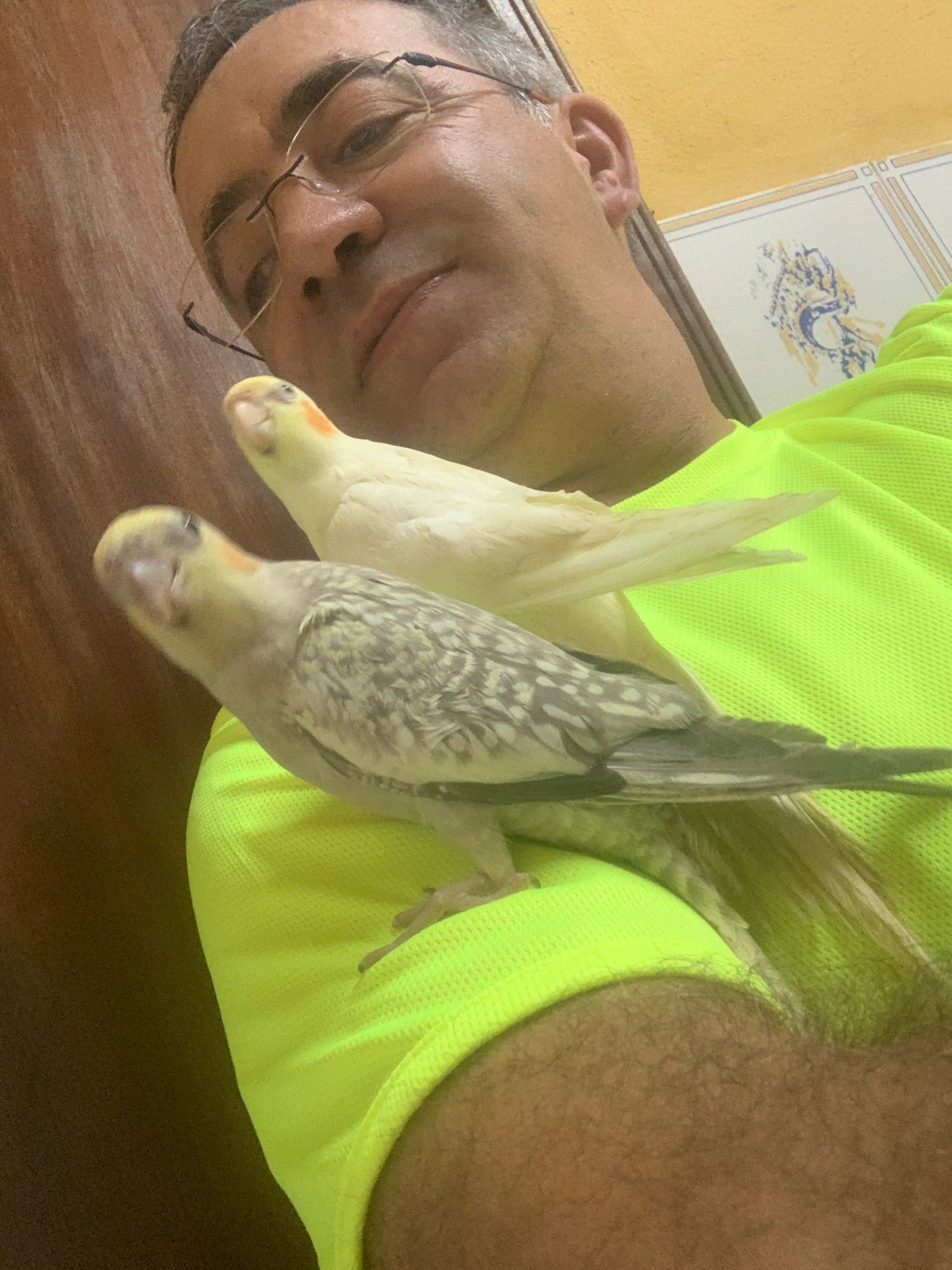caturras criadas à mão