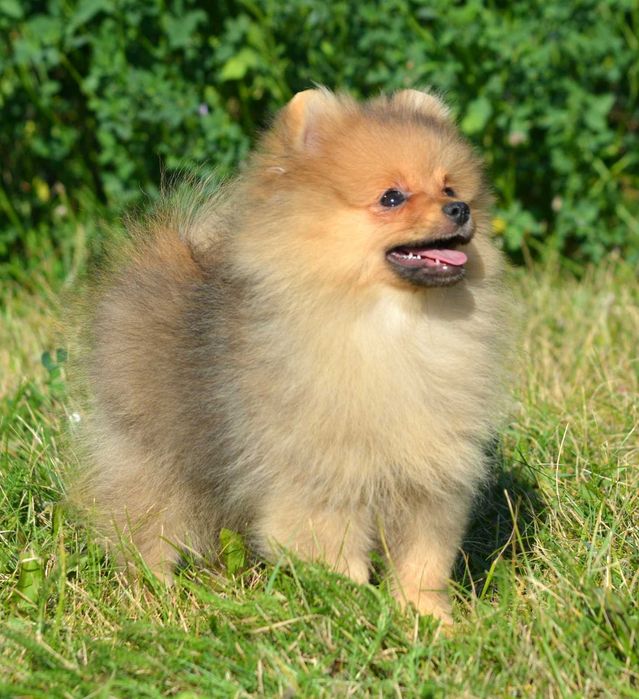 Szpic Miniaturowy Pomeranian śliczny piesek Codi ZKwP FCI