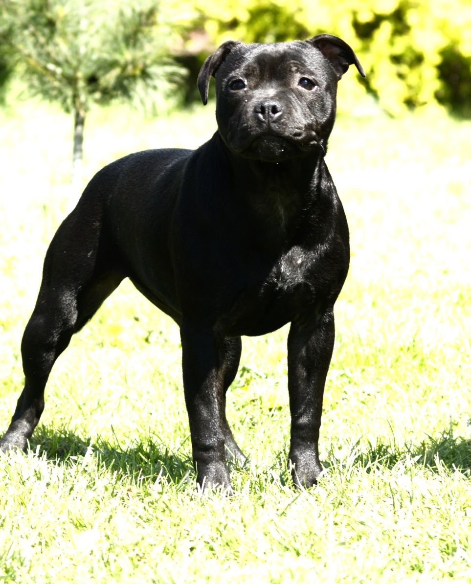 Staffordshire bull terrier FCI, suczka