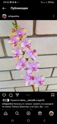 Продам дітку орхідеї Тайсуко Джаспер