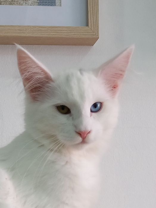 Gatinha Bosques da Noruega de olhos díspares com lop