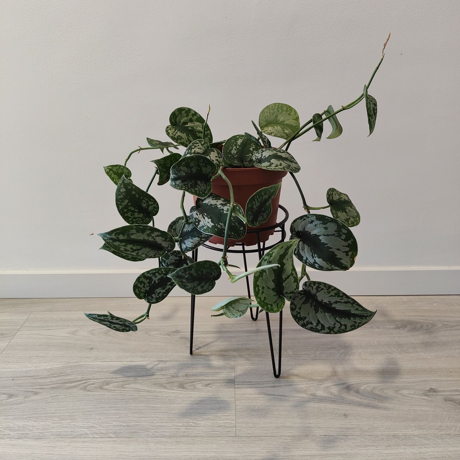 Scindapsus trebie // planta interior