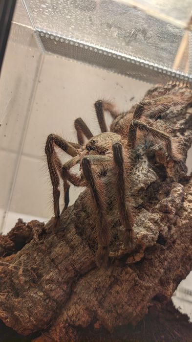 Poecilotheria rufilata dorosły samiec ~5,5dc