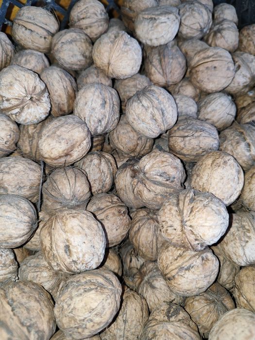 Грецький горіх 2025 волоський орех грецкий