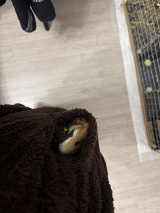 2 морские свинки и клетка со всем необходимым (доставим под дом)