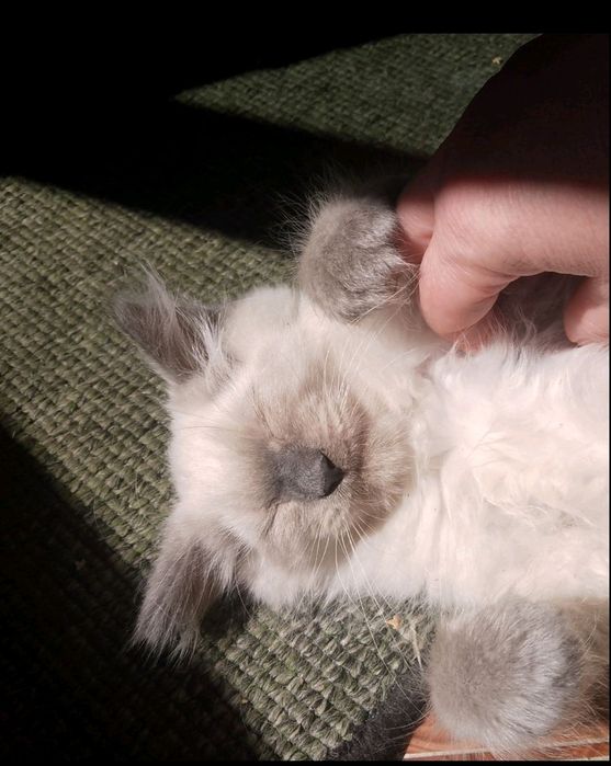 Підрощений тайський котик