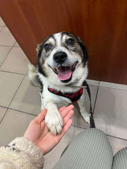 Tołdi – wesoły, bezkonfliktowy psiak szuka domu!  Adopcja
