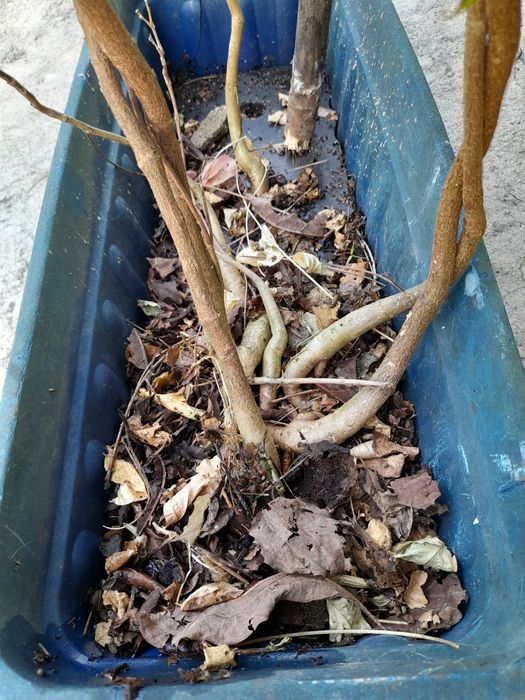 Glicinias de cor lilás