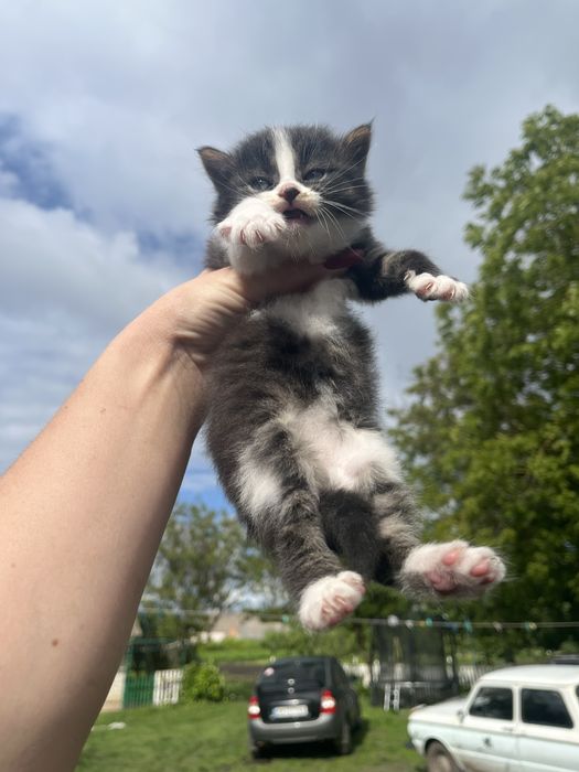 Віддам, подарую кошенят