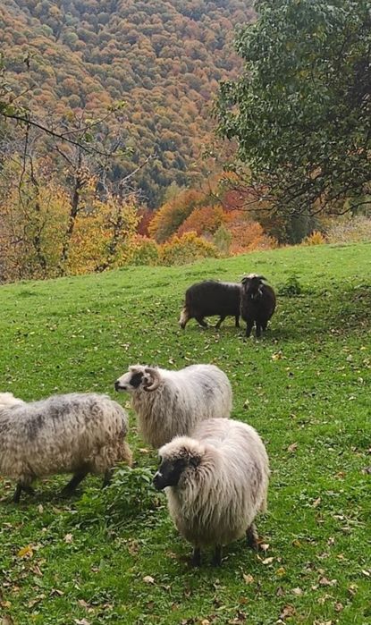 Вовняні Капці продам