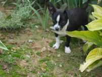 Chihuahua -mikro XXXS