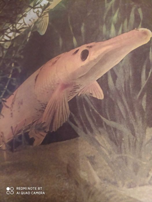 Дмитриев Млекопитающие, Насекомые Оммани Рыбы Острова в заливах