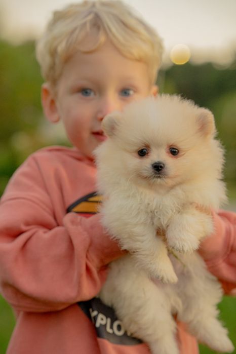 Piesek szpic miniaturowy pomeranian