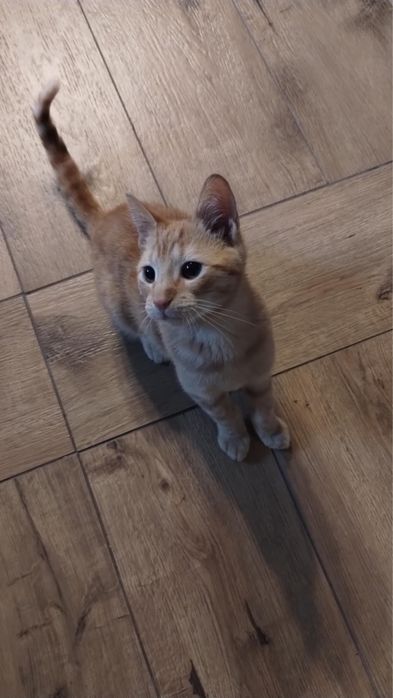 Rudy kocurek szuka domu