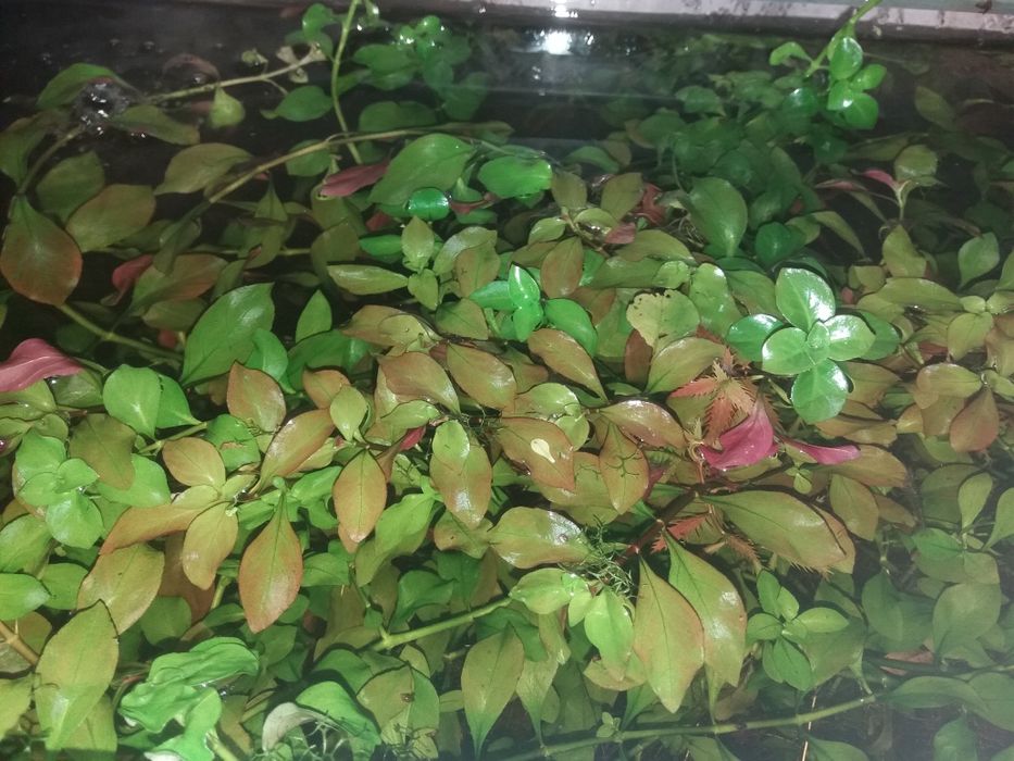 Акваріумні рослини. Пеціліі мікс.!