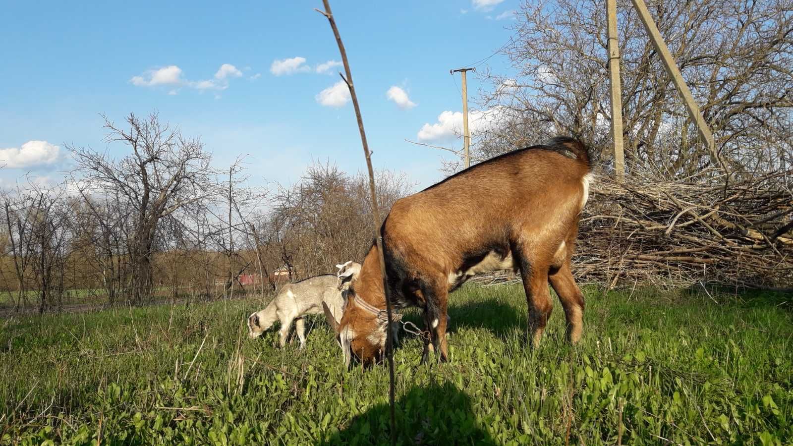 Продам альпийских и нубийских коз.