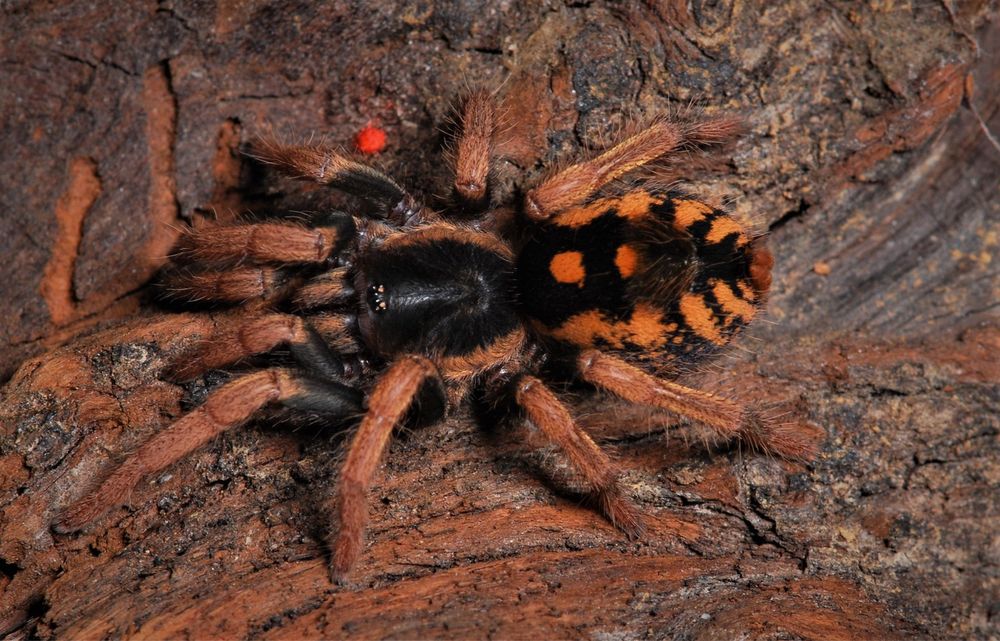 Hapalopus sp.guerilla