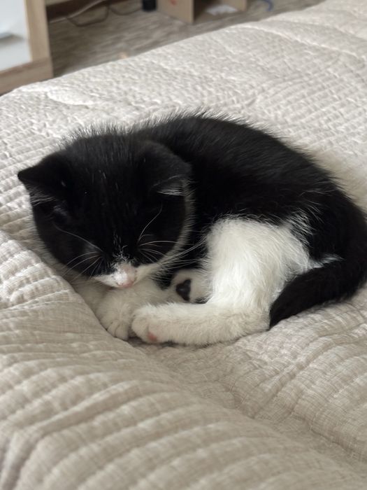 Кошенята котики 8 тижнів